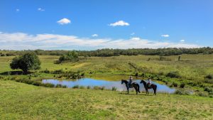 Horse agistment and equine opportunities