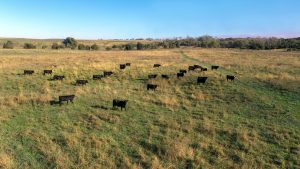 Breed cattle, sheep, alpacas, horses,