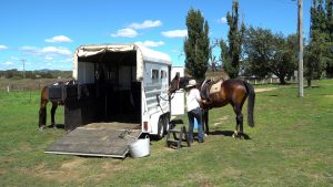 Horse agistment and equine opportunities